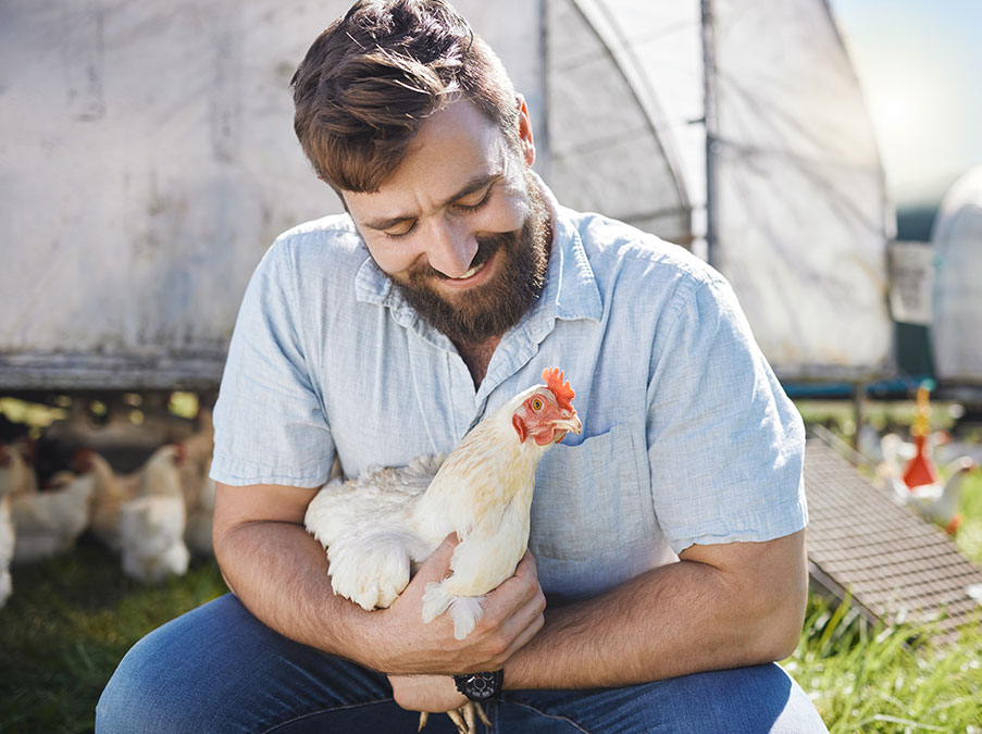 التأمين الزراعي