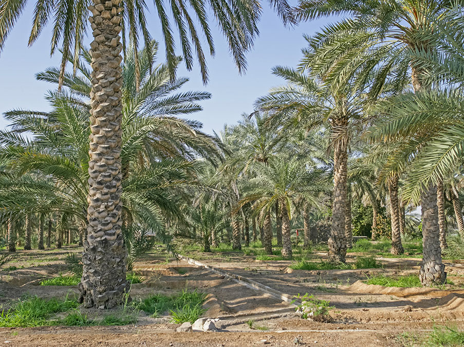 التأمين الزراعي